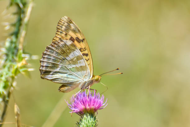 istock Argynnis paphia, Silver Washed Fritillary butterfly 1470426481