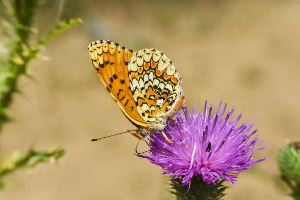 istock The knapweed fritillary butterfly - Melitaea phoebe 1470426540