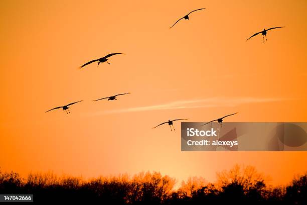 Migración Foto de stock y más banco de imágenes de Aire libre - Aire libre, Ala de animal, Animal
