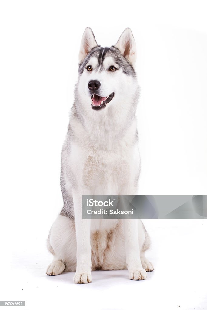 A picture of a pure clean husky sitting with tongue out siberian husky Husky Dog Stock Photo