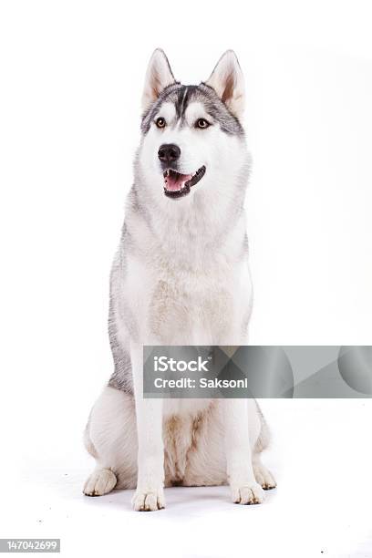 A Picture Of A Pure Clean Husky Sitting With Tongue Out Stock Photo - Download Image Now