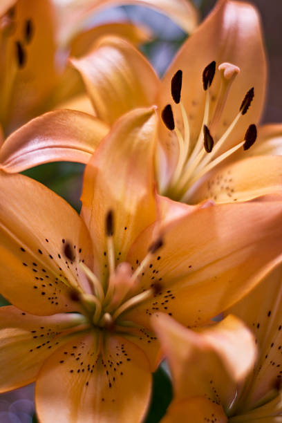 Orange lily stock photo