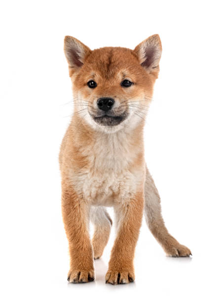 istock young shiba inu in studio 1470427428