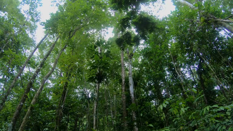 Looking up at the tropical tree canopy and luscious foliage.