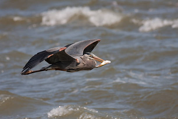 Heron Fishing TN River stock photo