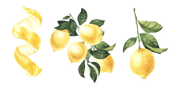 istock Watercolor Lemon fruit with leaves hand drawn illustration isolated on a white background botanical painted 1470431212
