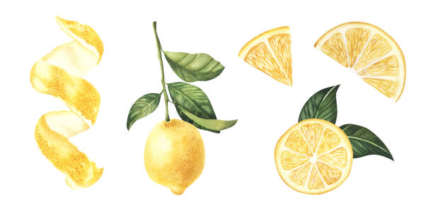 istock Watercolor Lemon fruit with leaves hand drawn illustration isolated on a white background botanical painted 1470431213
