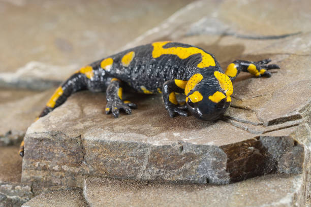 istock Europaean salamander (Salamandridae) on the rock 1470432362