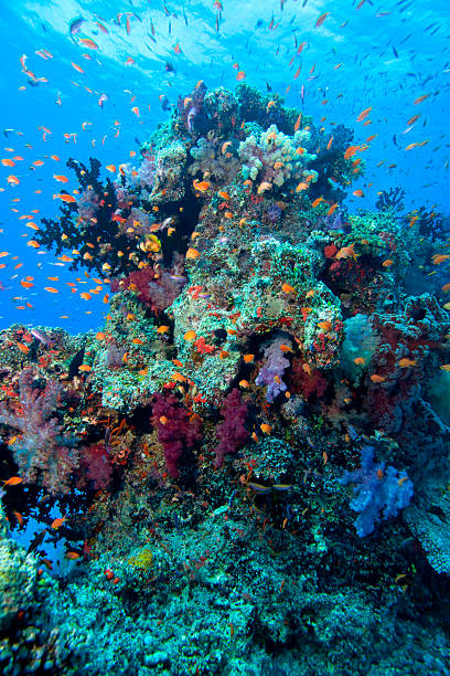 Underwater Fiji Colorful underwater tropical coral head and fish, Fiji vanua levu island photos stock pictures, royalty-free photos & images