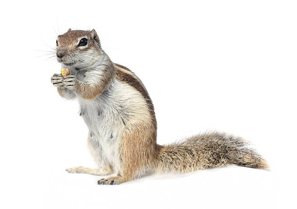 squirrel cute ground squirrel holding eating a nut african ground squirrel stock pictures, royalty-free photos & images
