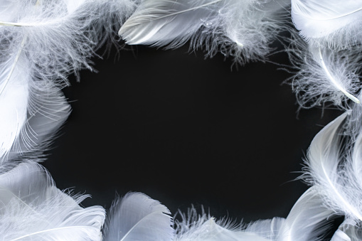 White feather frame background. Copy space.