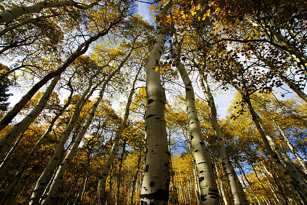 Aspen gloria - foto de stock