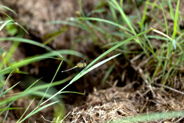 istock dragonflies perched on the grass among the grass 1470433836