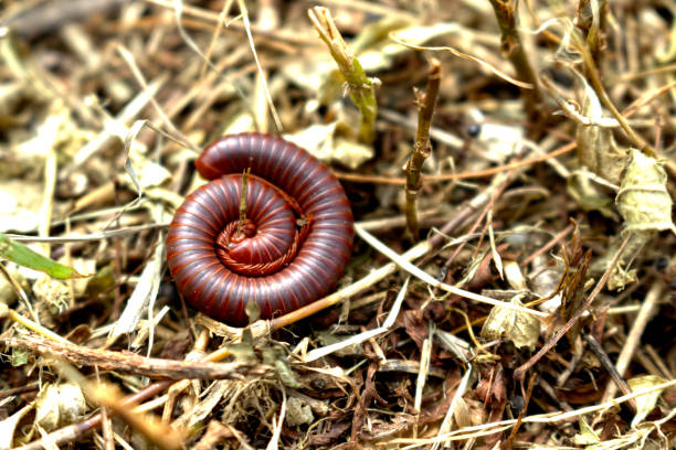 istock Millipedes which is among the green grass 1470433970
