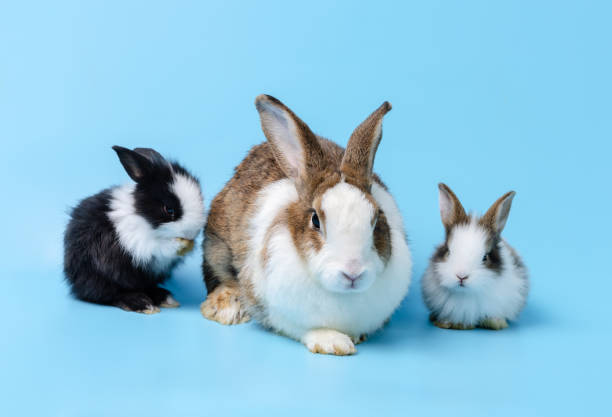 istock Adorable mother with two baby rabbits isolated on blue background 1470435207