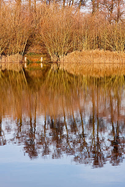 istock Reflections of Trees in the Lake 147043533