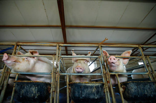 istock The farm pigs 1470436263