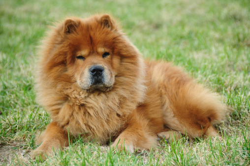 red chow On a green grass