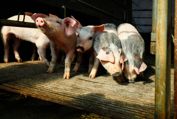 istock The farm pigs 1470437148