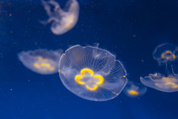 tiefwasserquallen - jellyfish translucent sea glowing stock-fotos und bilder