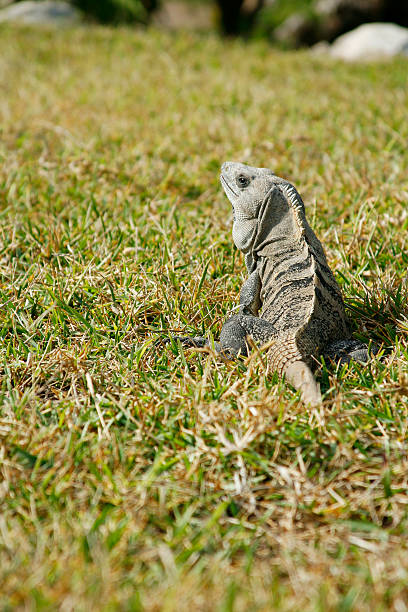 Iguana from back stock photo