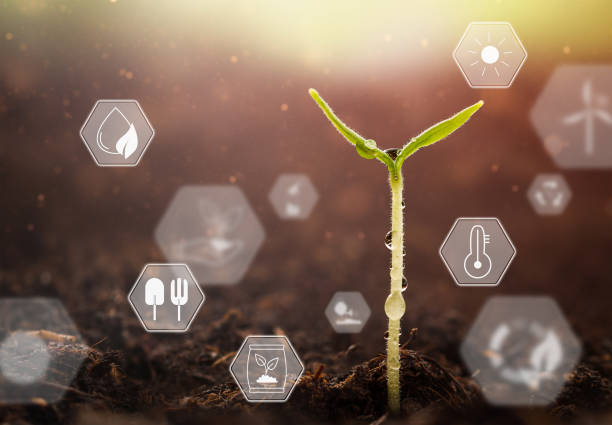 istock concept of development and care of seedlings 1470438596