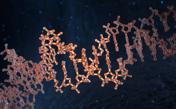 istock Spiral strands of human DNA 1470438994