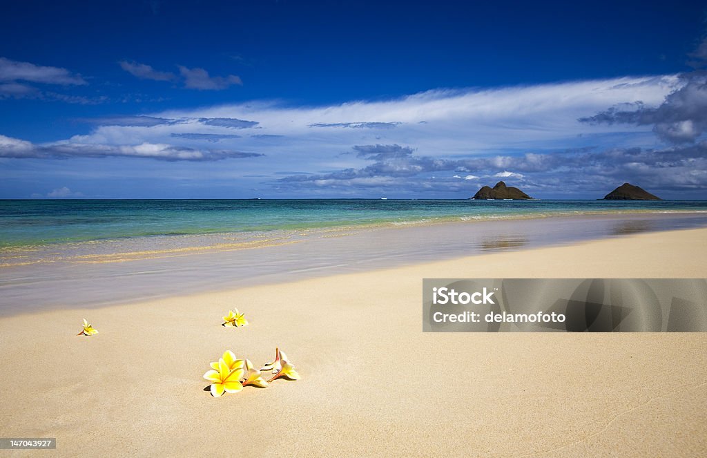 plumeria blossoms lie on the white sand Yellow plumeria blossoms lie on the white sand of a tropical beach in Hawaii with islands off shore Beach Stock Photo