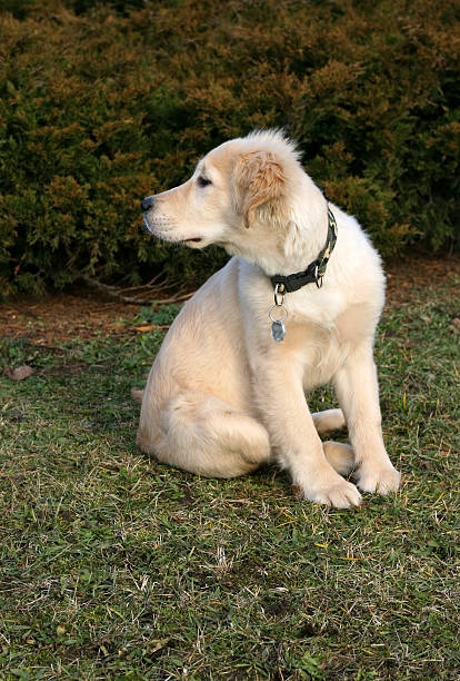 istock Golden Retriever Puppy Watching 147043932