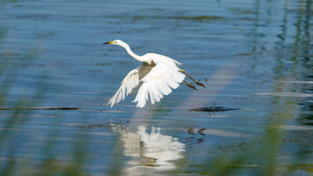 grande aigrette blanche dans les marécages du delta du danube en roumanie - great white heron snowy egret heron one animal photos et images de collection