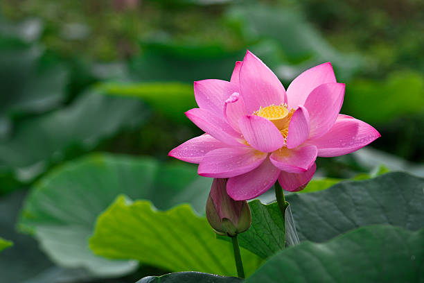 Lotus and Water Lily stock photo