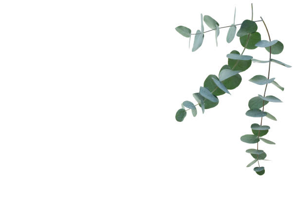 istock Eucalyptus branch isolated on white 1470441792