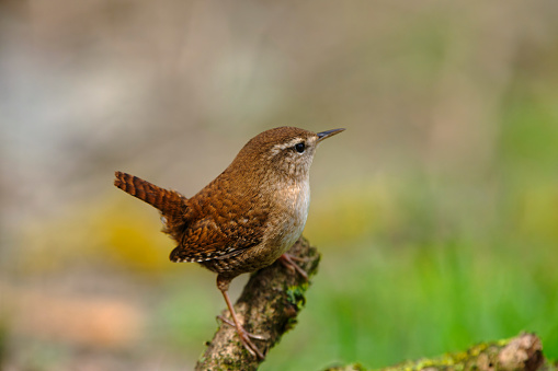 Wren (Troglodytes troglodytes)