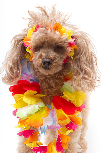istock Ugly Dog Wearing Lei 147044375