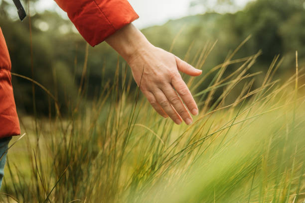 woman touching plants - wheat freedom abundance human hand imagens e fotografias de stock