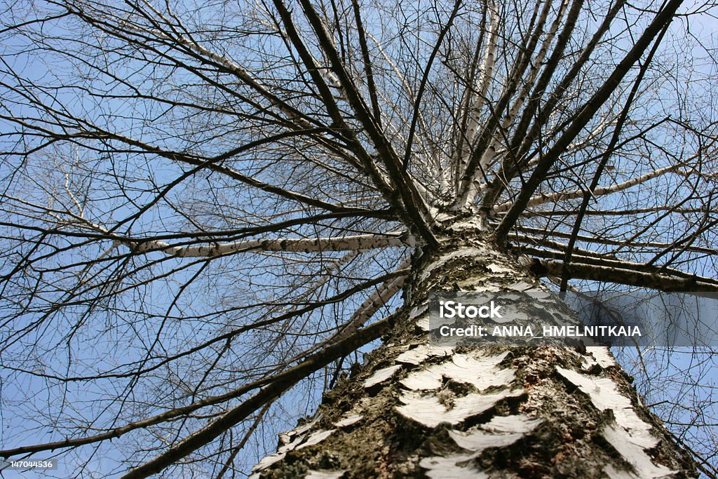白樺の木の幹 - カバノキのロイヤリティフリーストックフォト