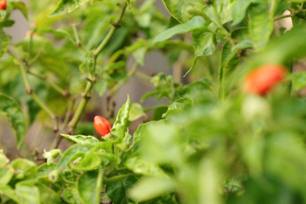 istock Small red chili pepper growing on stems,planting vegetables concept 1470446831