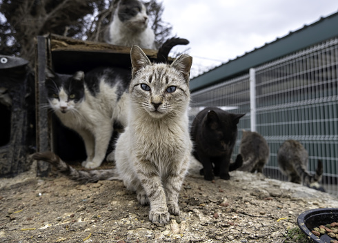 Abandoned street cat, stray animals, pets