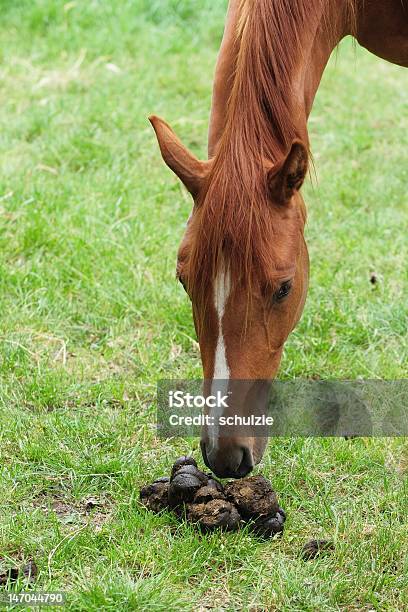 Photo libre de droit de Sentez banque d'images et plus d'images libres de droit de Cheval - Cheval, Odeur agréable, Odeur désagréable