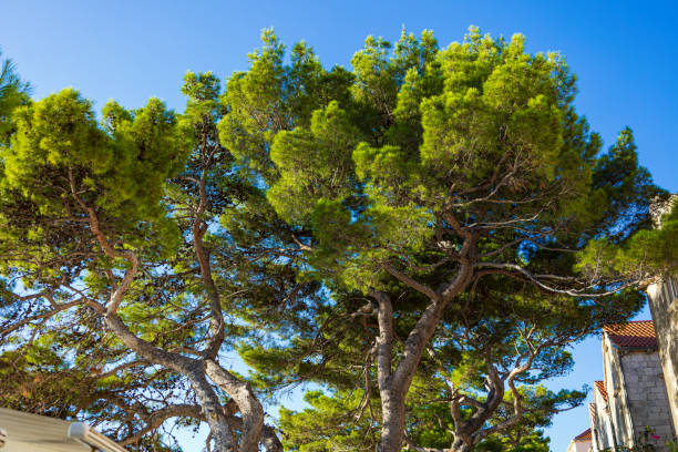 Maritime pine grove on the coastline of Liguria, Italy. Clear blue sky in the background. Scenic fish eye view from below.