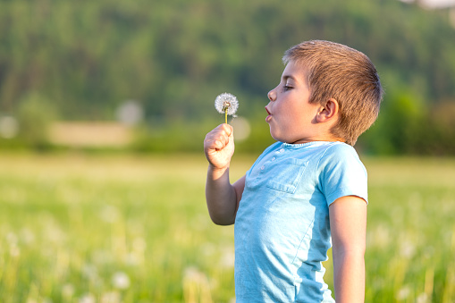 Side view of boy blowing dandelion seeds in meadow during sunny day.