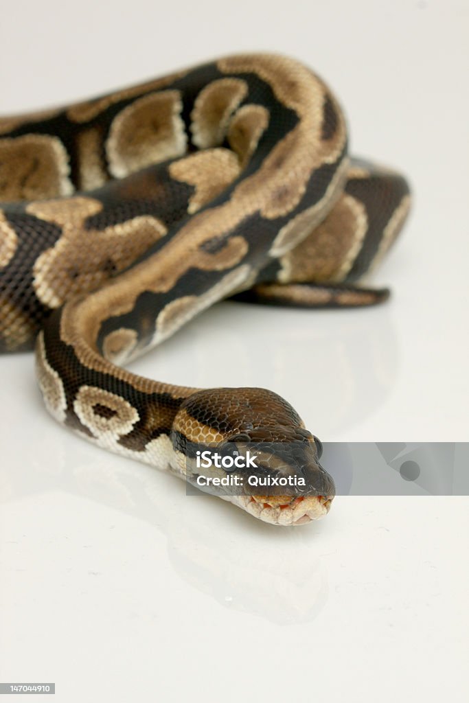 Coiled Ball Python Ball Python Coiled On White Backdrop Stock Photo - Download Image Now ...