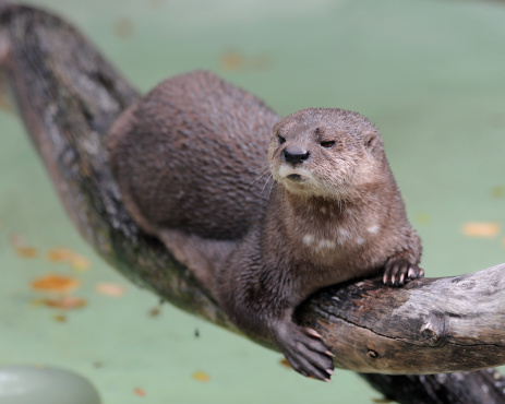 Spotted-necked otter (Lutra maculicollis) on log above green water