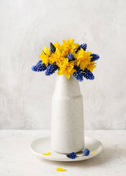 natureza morta com muscari de uva azul e flores amarelas de narciso duplo em um vaso de cerâmica vintage. - hyacinth flower vase daffodil - fotografias e filmes do acervo