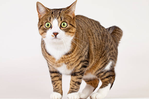 Cтоковое фото Потрясен cat