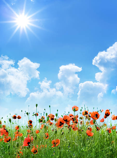 istock A field of red poppies on a sunny day 147045140