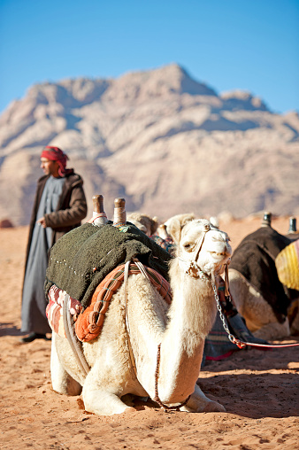 Camel driver tends to his animals, Wadi Rum, Southern Jordan, Jordan, Middle East. Wadi Rum is a desert valley cut into the sandstone and granite cliffs in southern Jordan. Known also as the Valley of the Moon it has been inhabited since prehistoric times (witnessed by the petroglyph inscriptions) and by semi nomadic tribes since the Nabataeans but is best known for its association with T E Lawrence - Lawrence of Arabia - who based himself here to encourage the Arab Revolt and to attack Turkish Forces of the Ottoman Empire during WW1. He was later immortalized by the film of the same name, made in 1962 by David Lean of which this image shows rolling stock used in the film and later abandoned. Today the only inhabitants are Bedouin tribes and transient tourists.