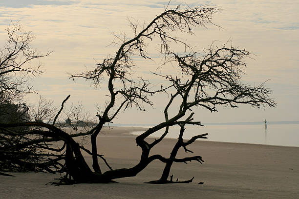 Driftwood tree on the south end of Jekyll Island at St. Andrews Beach.