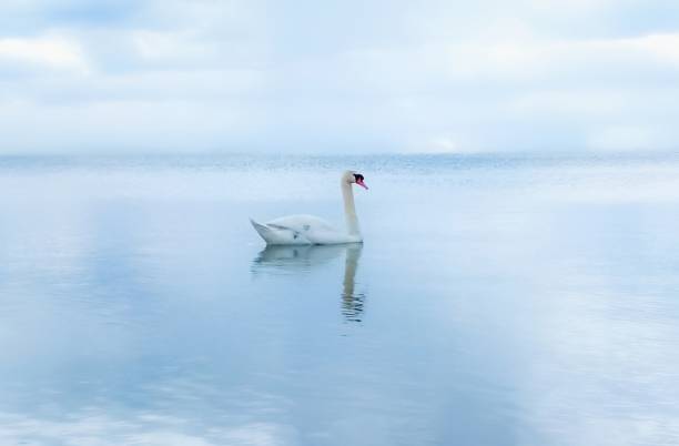 istock White Swan in a Blue Sea 1470452105