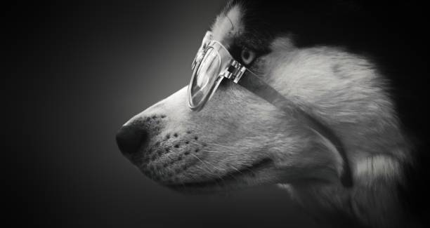 The Dog in The Dark